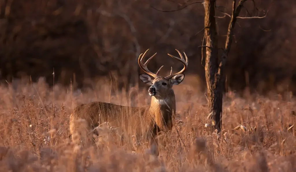a deer buck