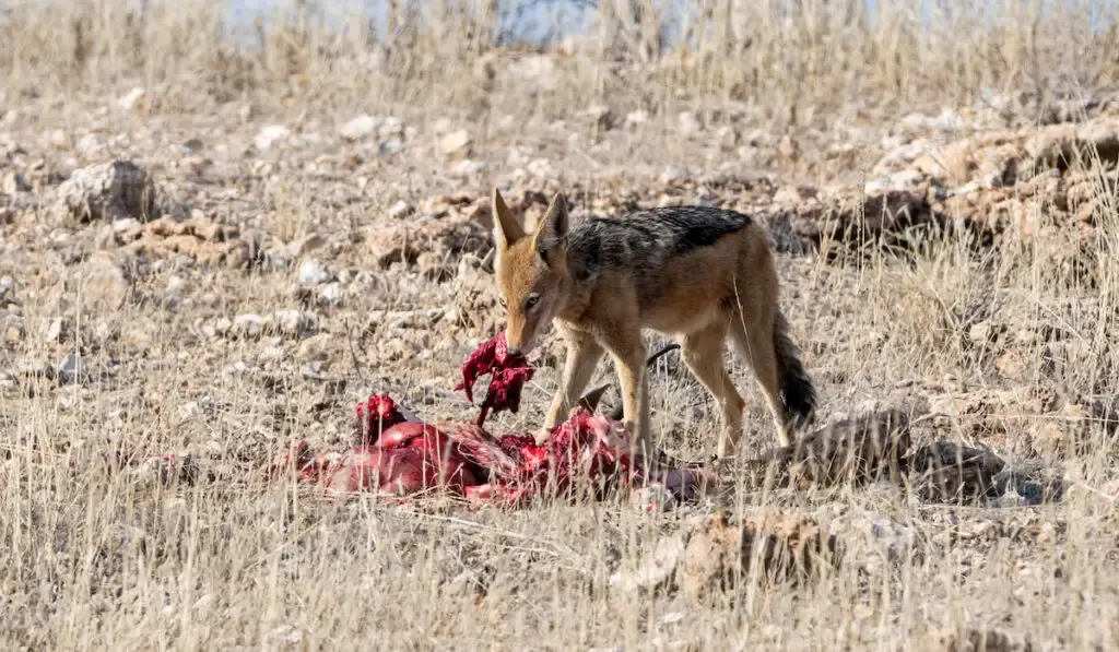 coyote eating fresh meat
