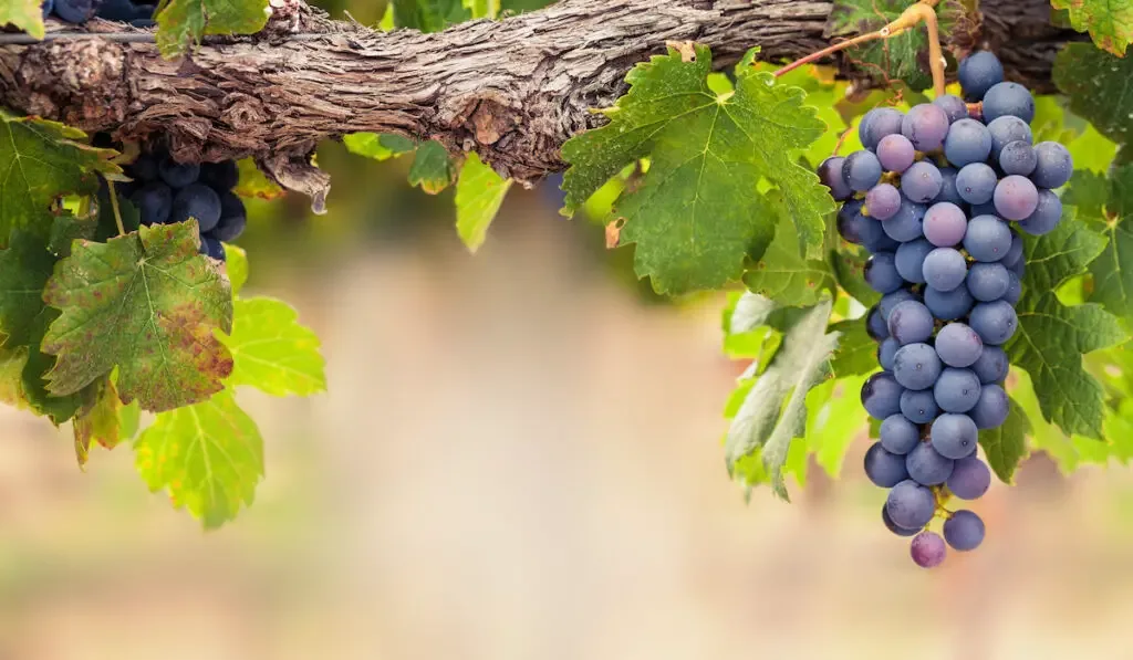 grapes on a branch