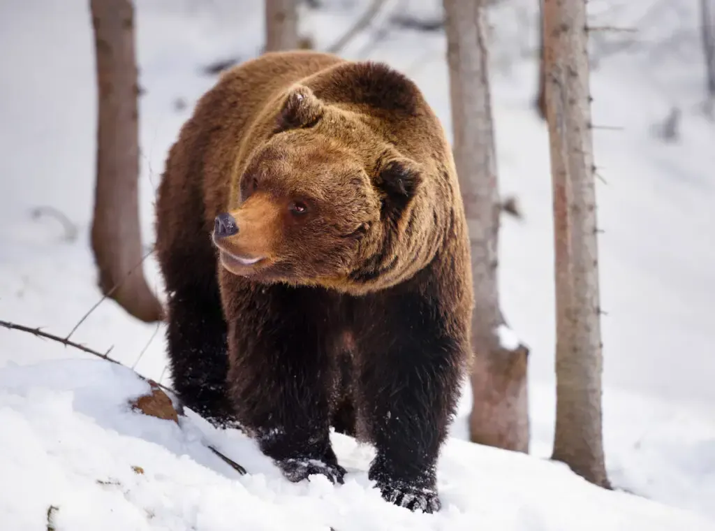 A brown bear Ursus Arctos standing on snow
