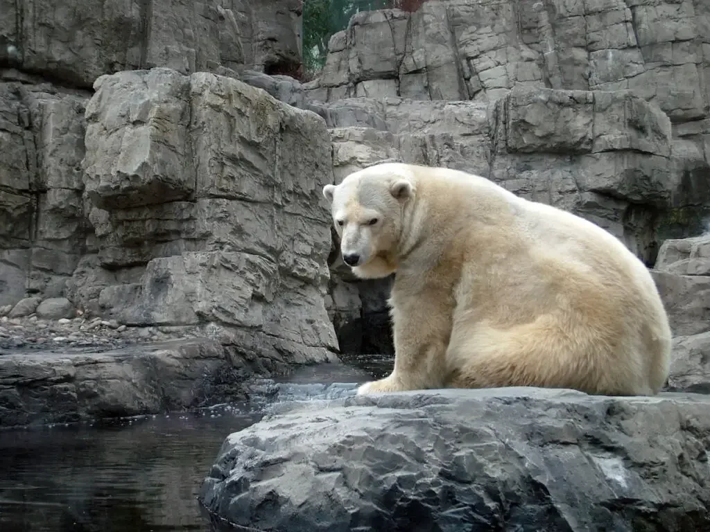 A white polar bear Ursus Maritimus sitting on a rock near the water 