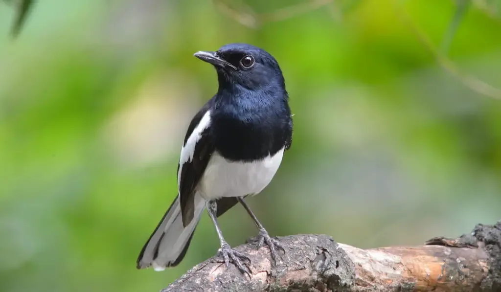 Beautiful male Magpie