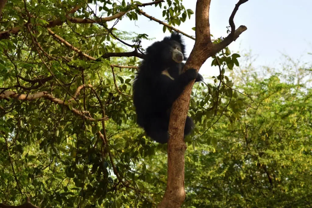 Black Sloth Bear climbed a tree trunk in the woods 