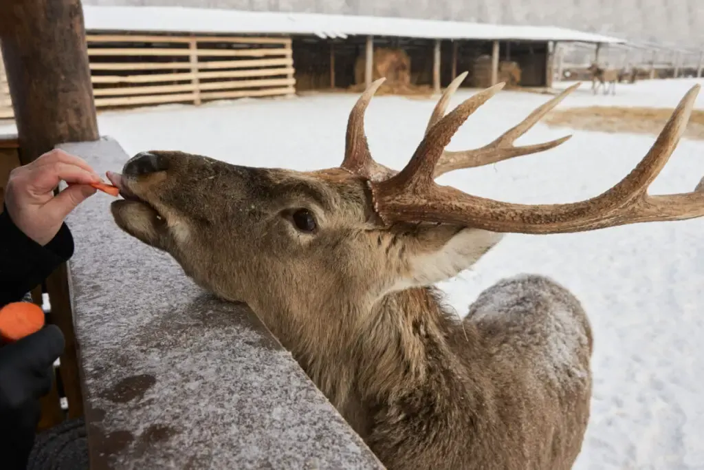 Man feeding deer with carrots