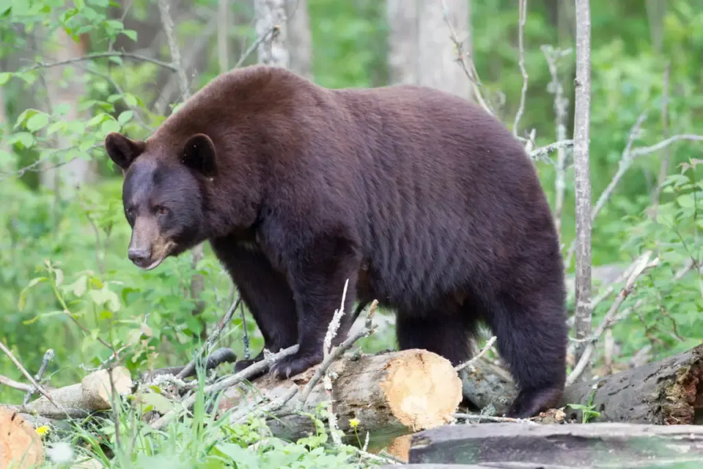 North American Black Bear standing in the woods 