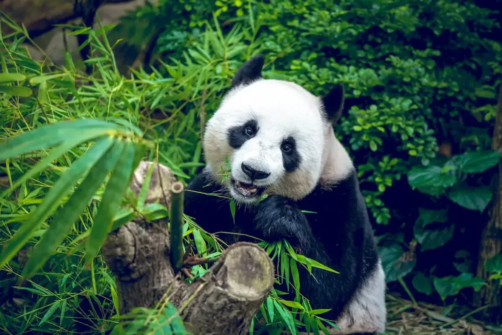 Panda Bear eating bamboo shoots in the forest