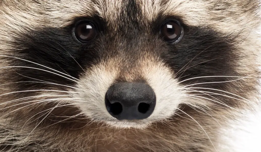 a closeup of a racoon