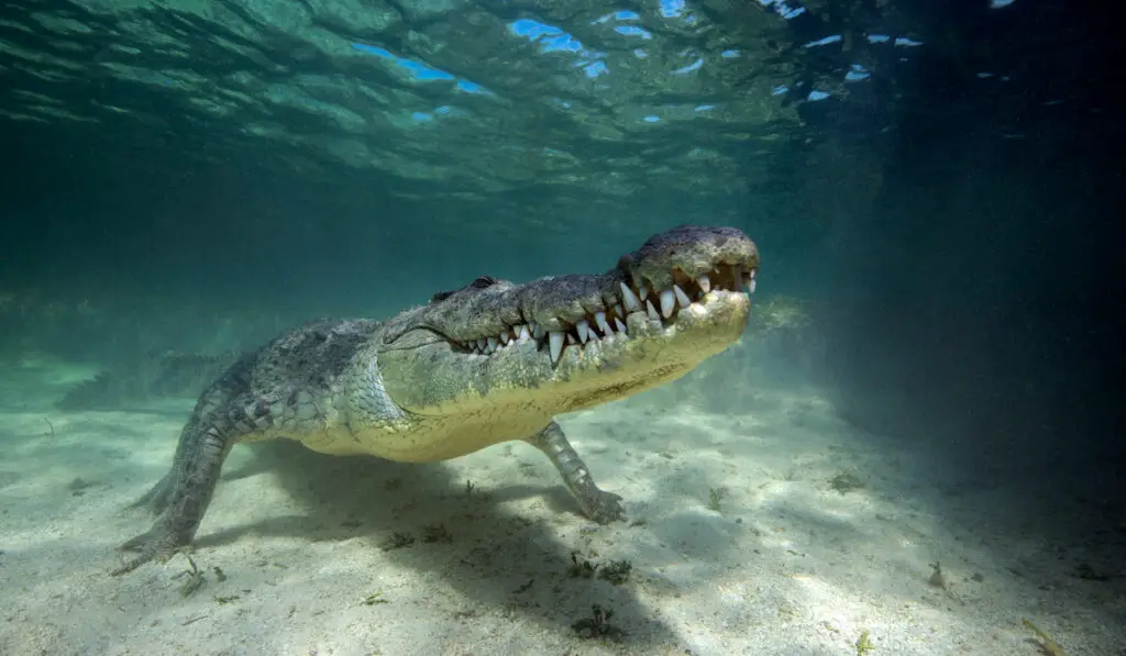 a crocodile under water treading
