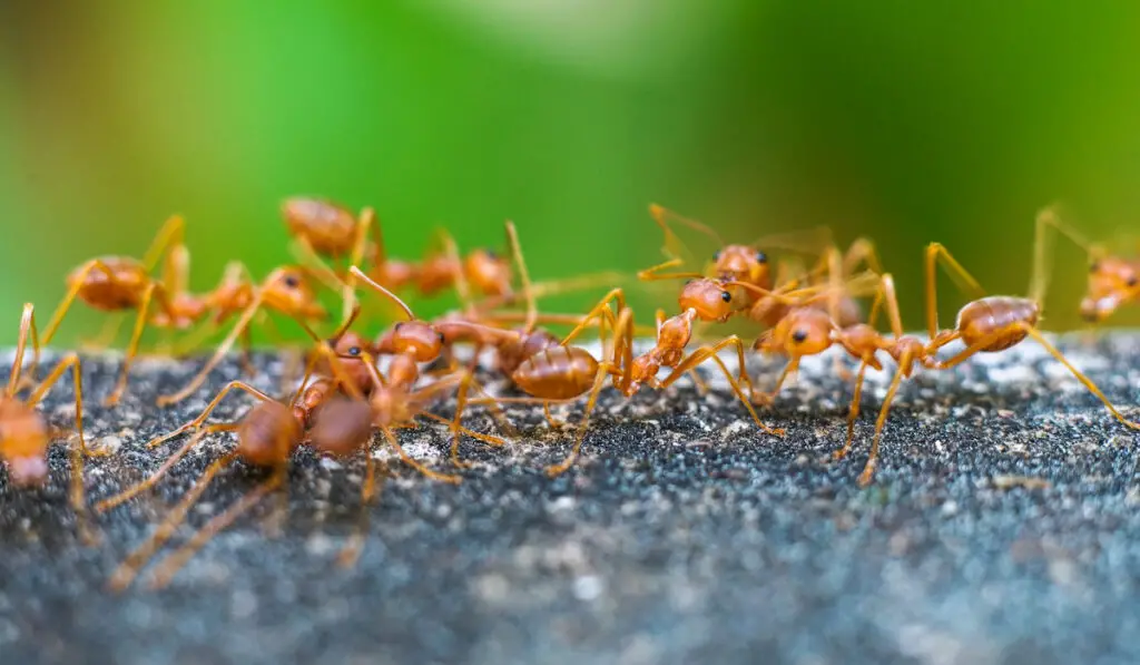 a group of red fire ants