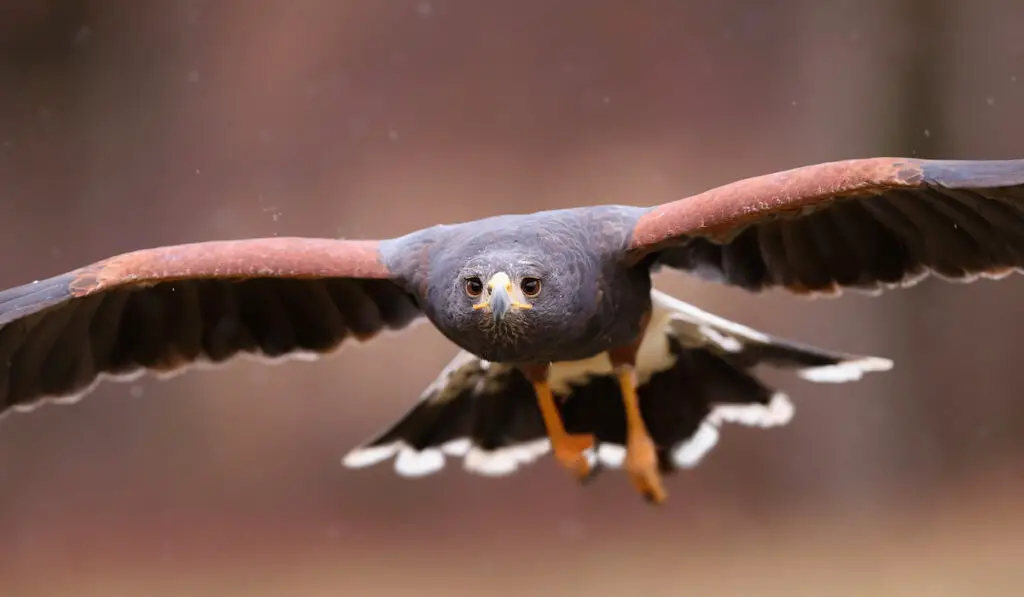 a harris hawk in flight