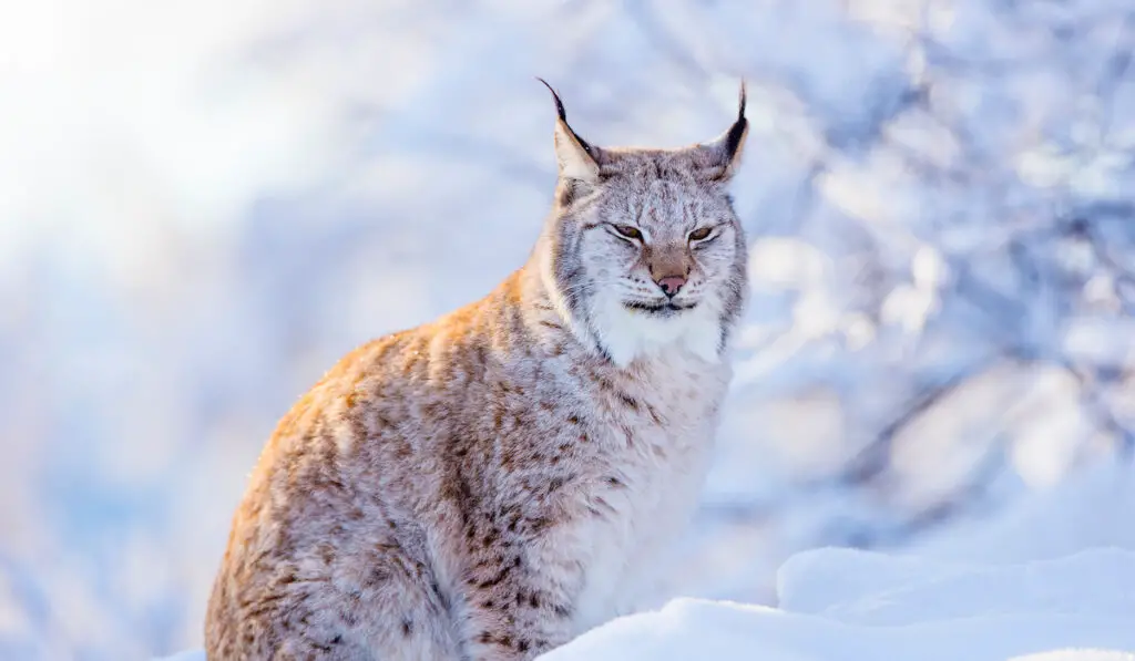 a lynx during winter