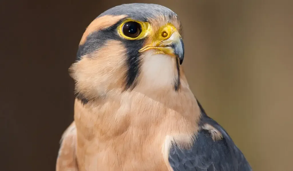 a portrait of an aplomado falcon
