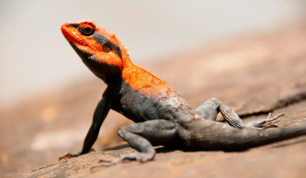 agama lizard closeup photo