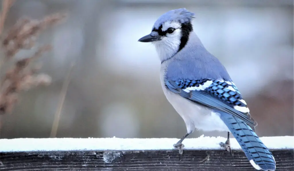 beautiful blue jay standing on a snow covered wood
