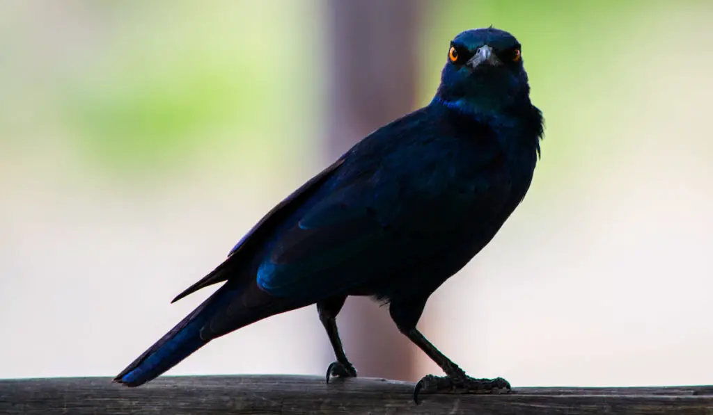 black crow staring with orange eyes