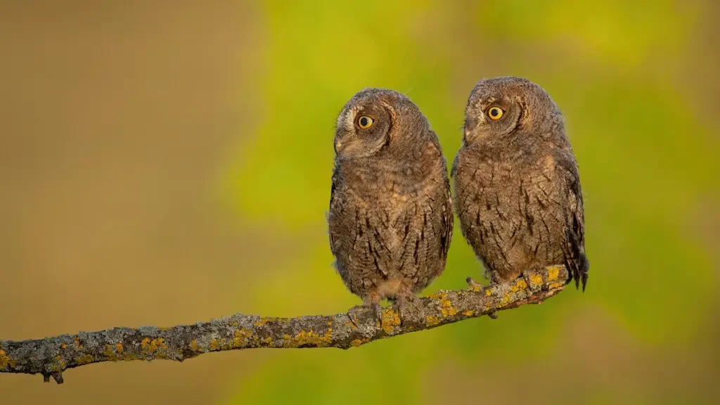 brown owls on tree branch