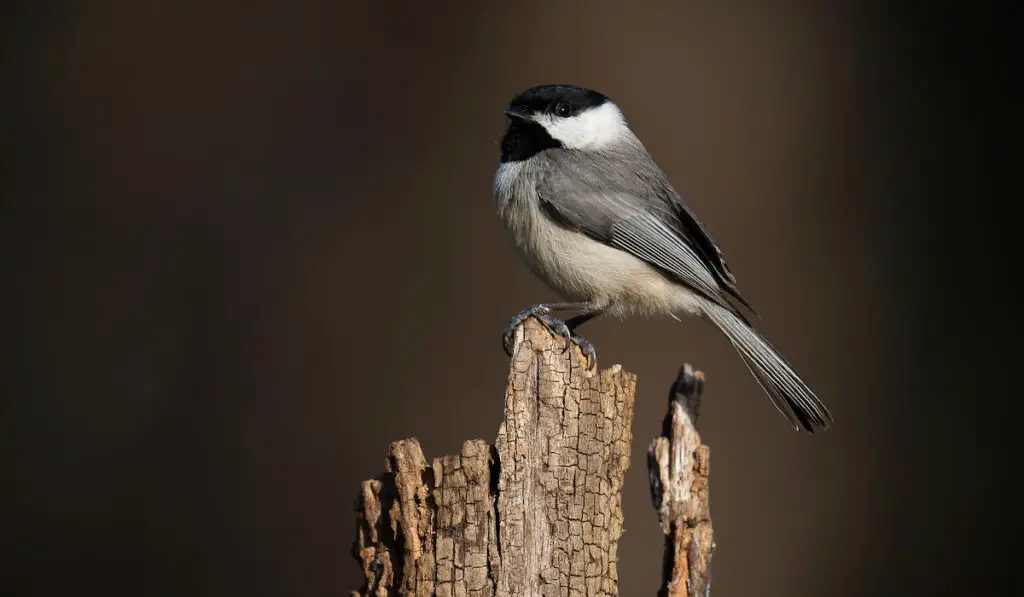 carolina chickadee portrait