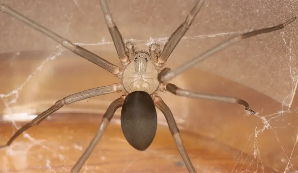 closeup of a brown recluse spider