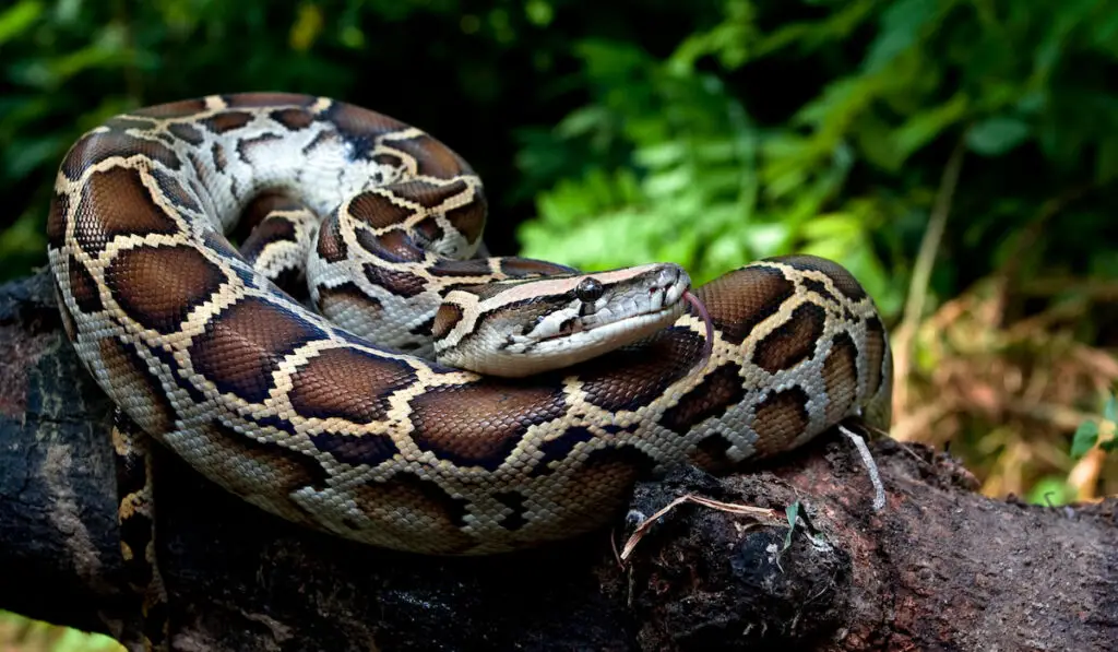 closeup of a burmese python
