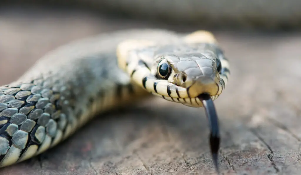 closeup of a snake
