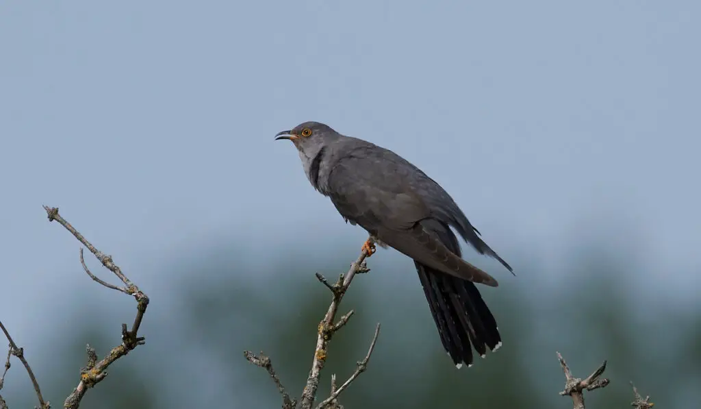 common cuckoo on a branch
