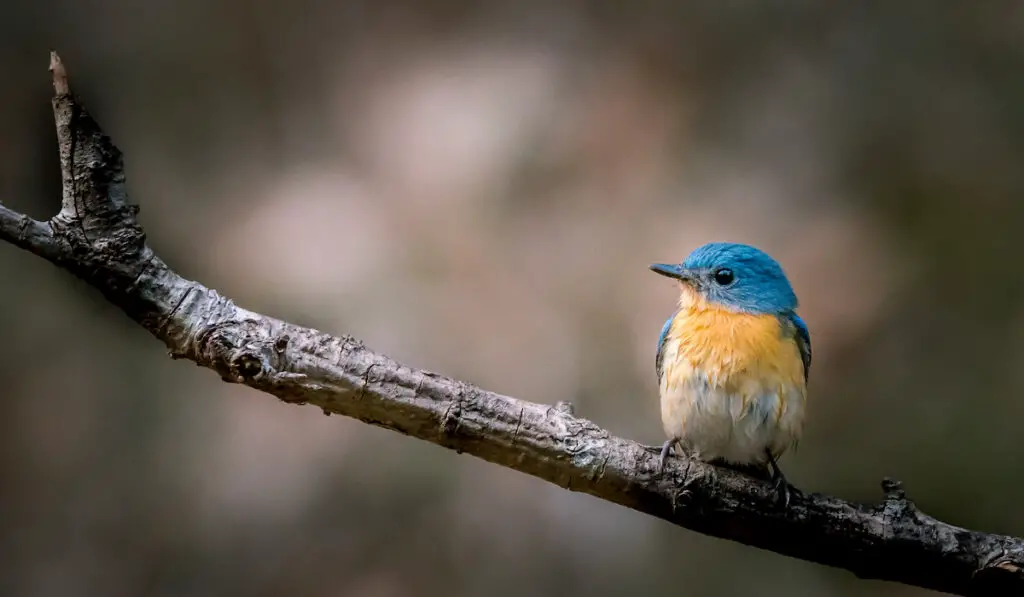 flycatcher sitting on a branch