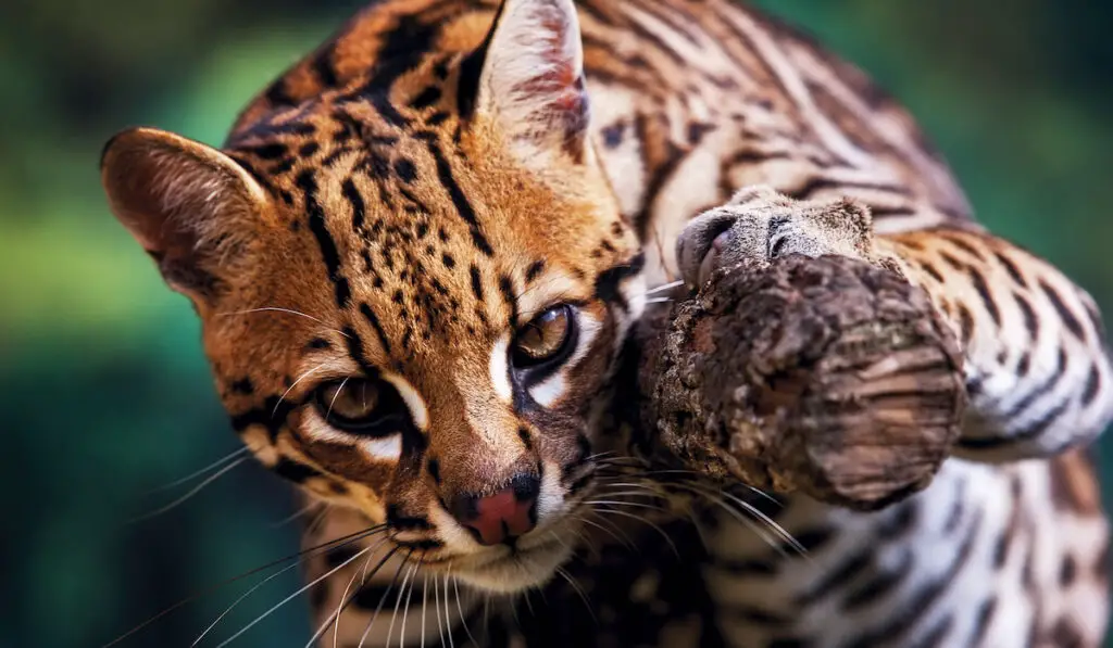 focused shot of an ocelot