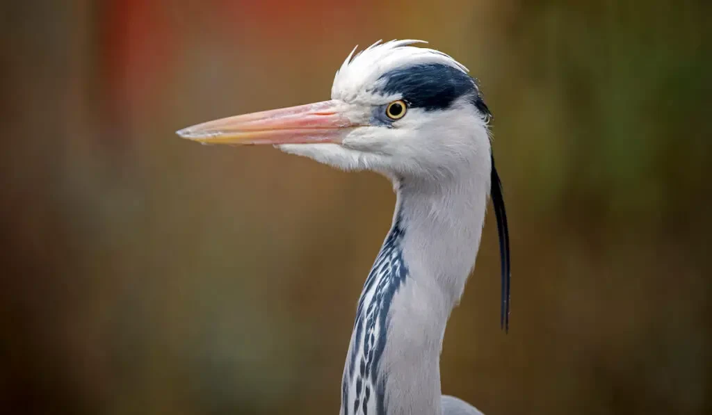 grey heron portrait