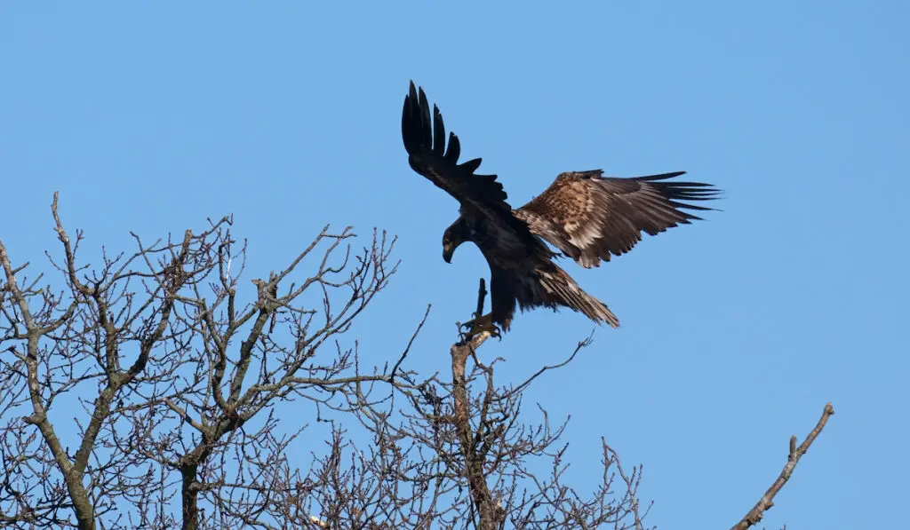 perching white tailed eagle