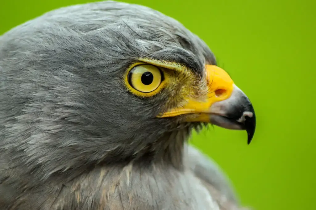 serious looking hawk in a green background