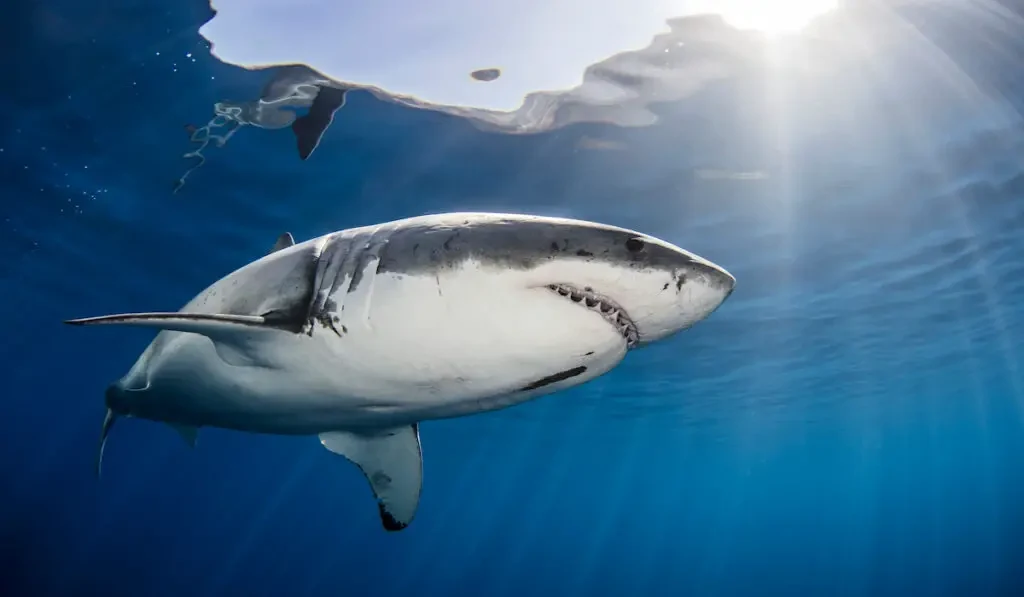 shark swimming in the sea on a sunny day