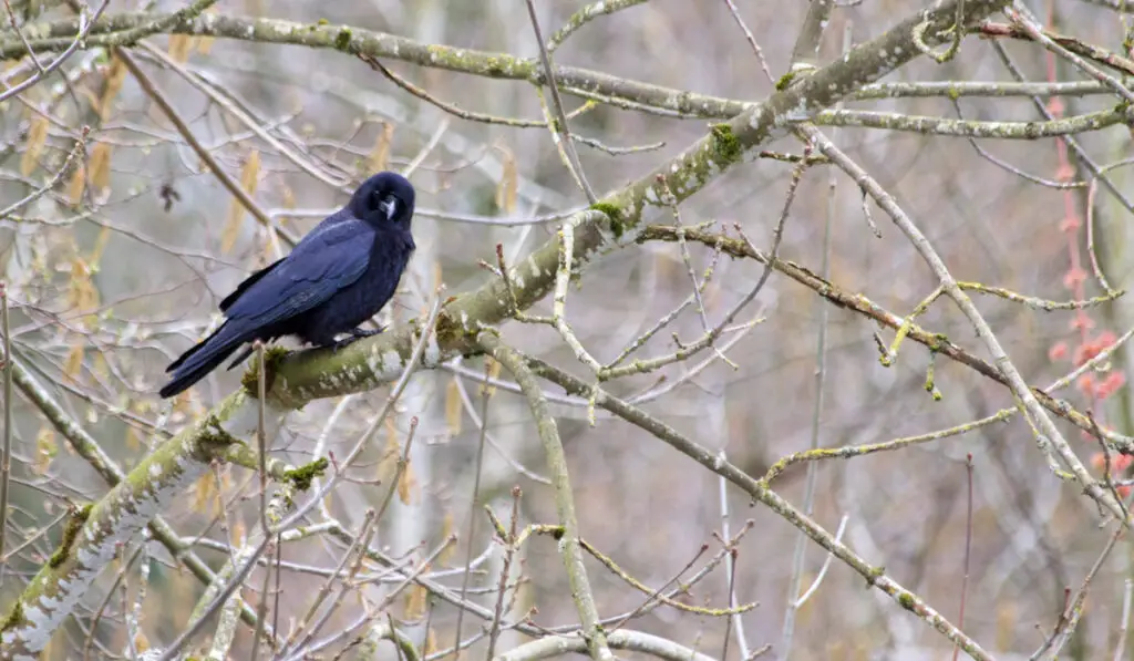 spring crow sitting on a branch