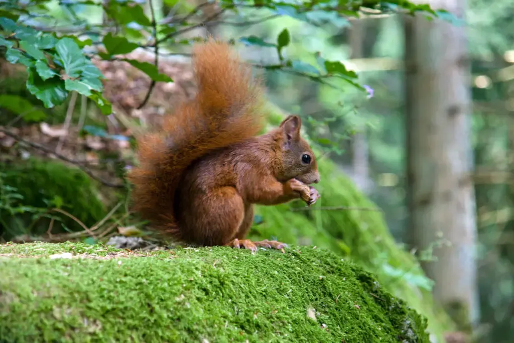 squirrel eating on tops of rock