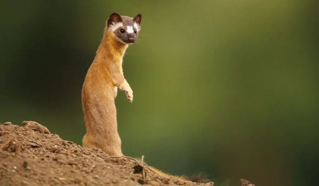 startled long tailed weasel outdoors