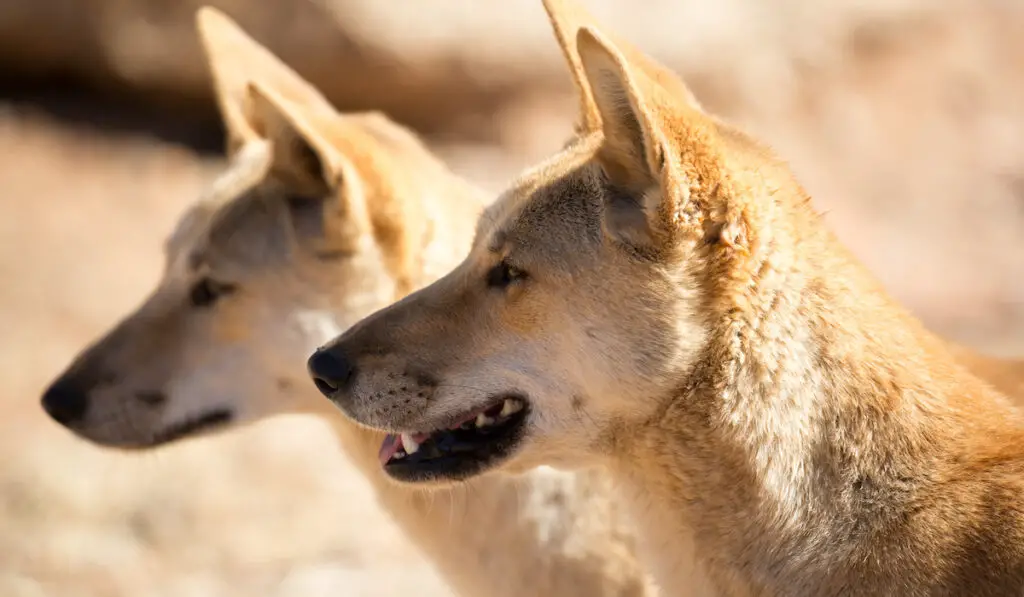 two dingos closeup 