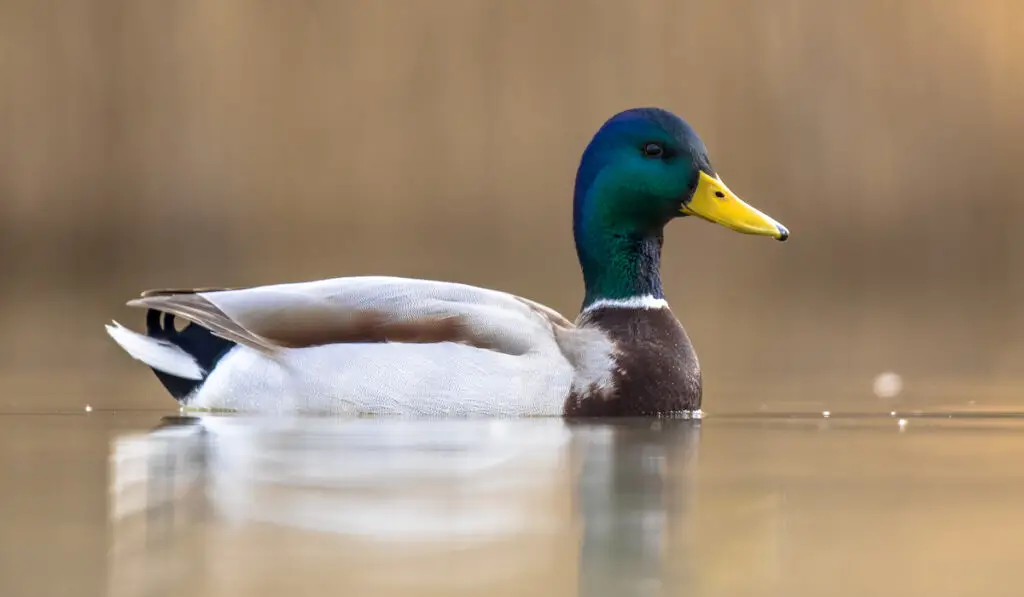 wild mallard duck swimming closeup