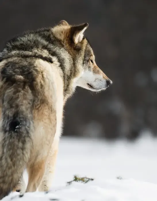 wolf in a winter environment