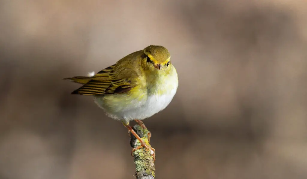 wood warbler portrait