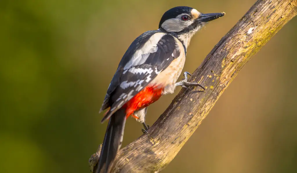 woodpecker watching