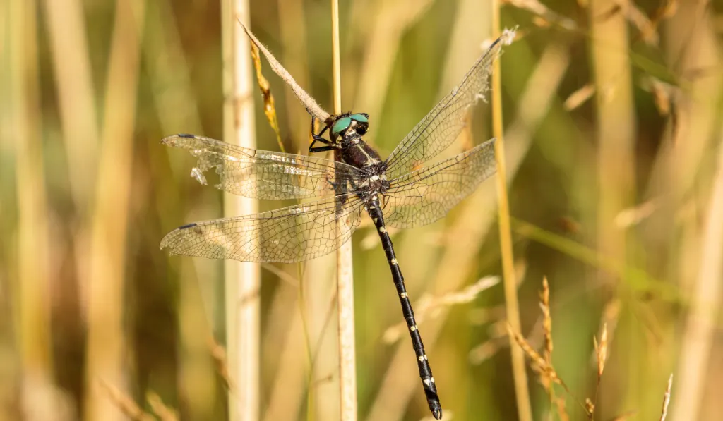 A black with green eyes dragonfly resting on the brown grass