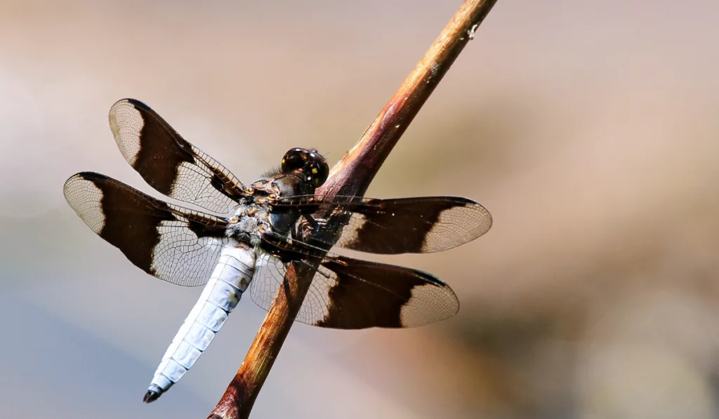 A black and white tailed dragon fly resting on a stem