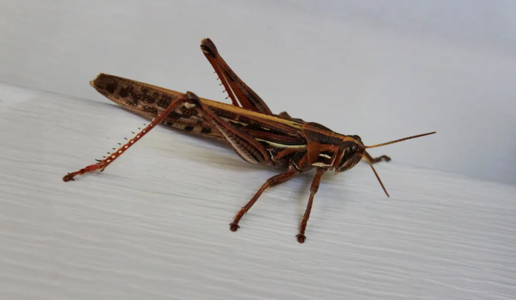 A red-brown spotted grasshopper on the ground
