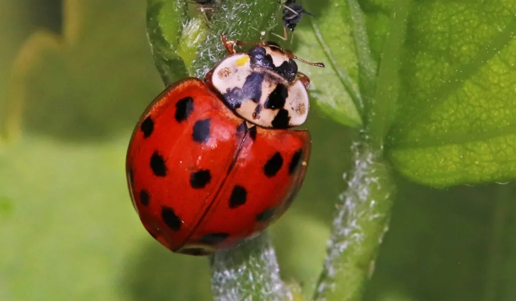 A red beetle climbing on the stem