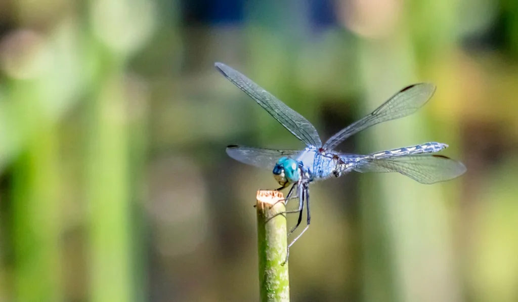 A blue dragon fly on top of a broken stem