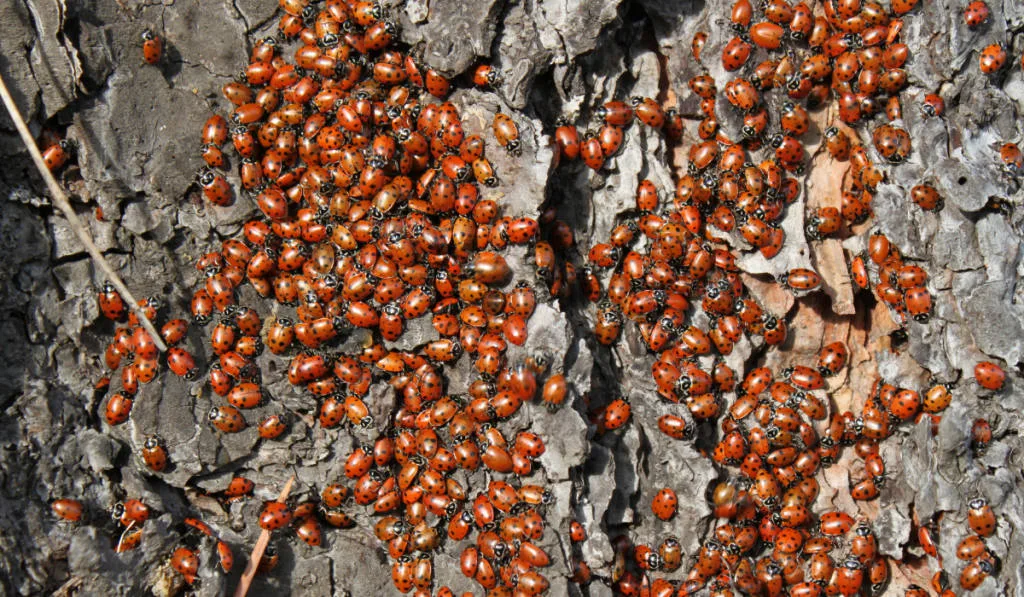A group of beetles gathered on the body of the tree 