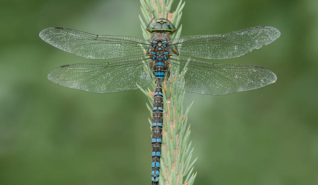 A blue and black dragon fly on top of the pine tree stem