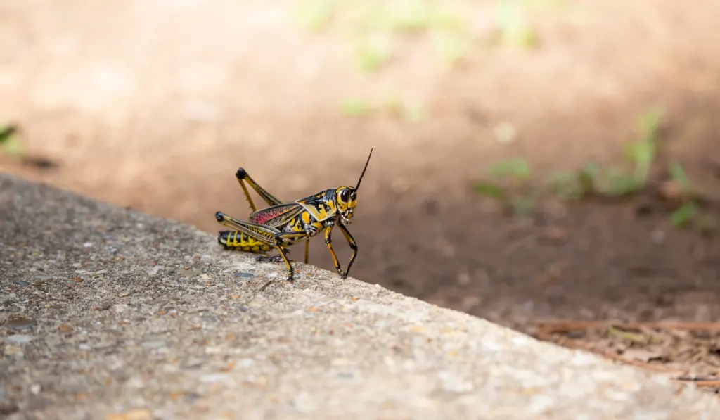 A yellow black spotted grasshopper on the ground