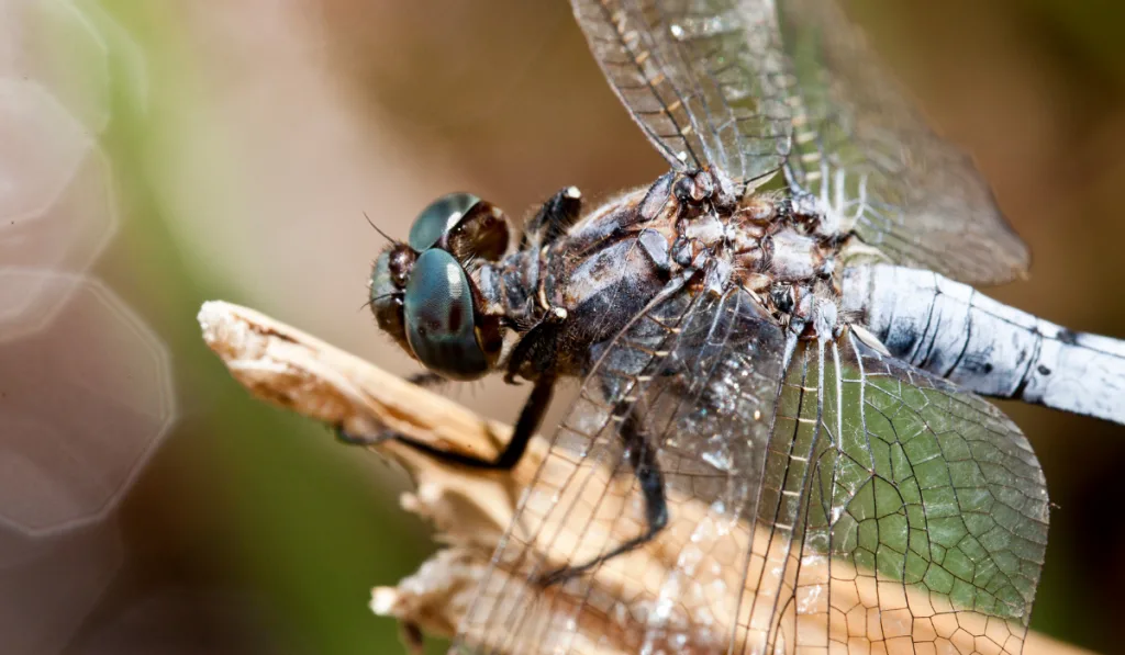 Closeup picture of  black and white dragonfly on top of the broken stem