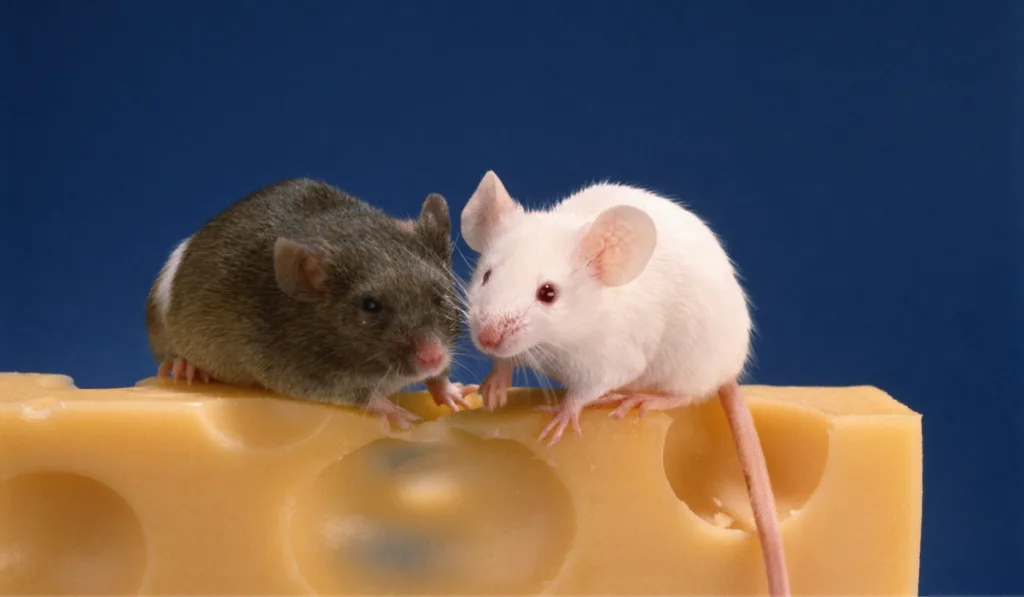 Black and whit mice on top of the cheese with blue background. 