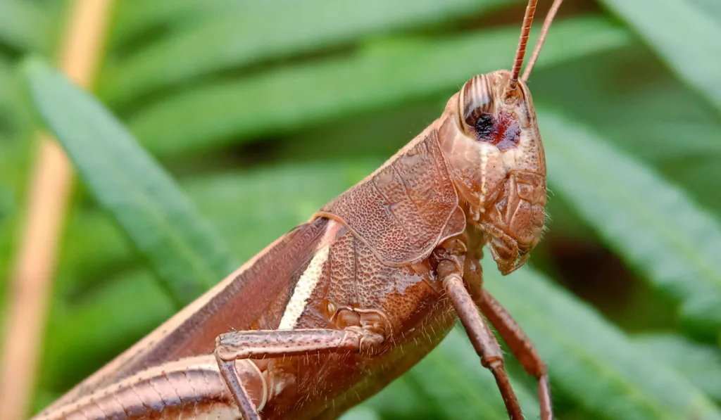 A brown-reddish grasshopper on the grass leaf